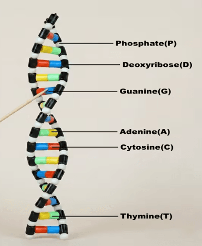 DNA Double Helix Structure Model